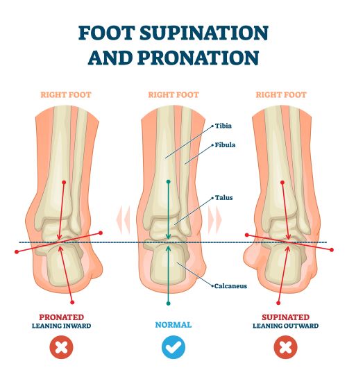 Foot supination and pronation.