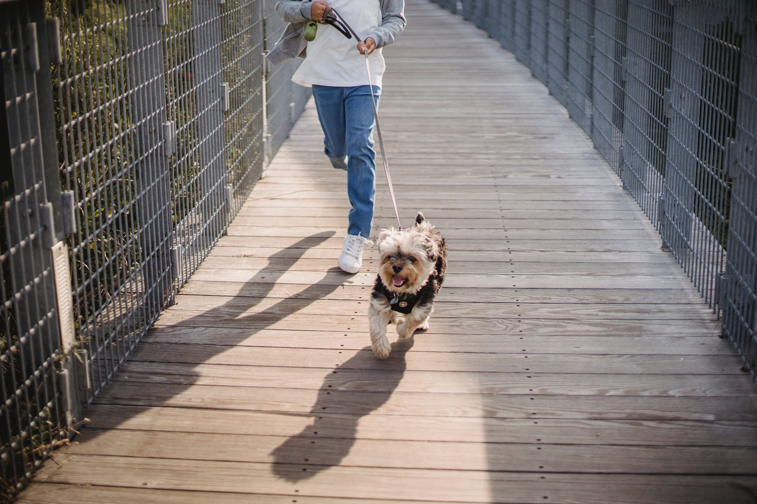 A woman walking her dog on a wooden bridge.