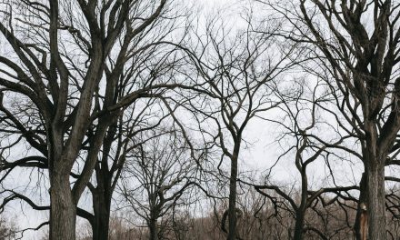 Half Marathon Training with Peloton: Get Fit Fast!